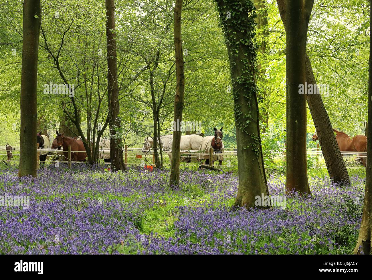 Legno di Bluebell nelle Chiltern Hills nel South Oxfordshire, Inghilterra con cavalli sullo sfondo Foto Stock