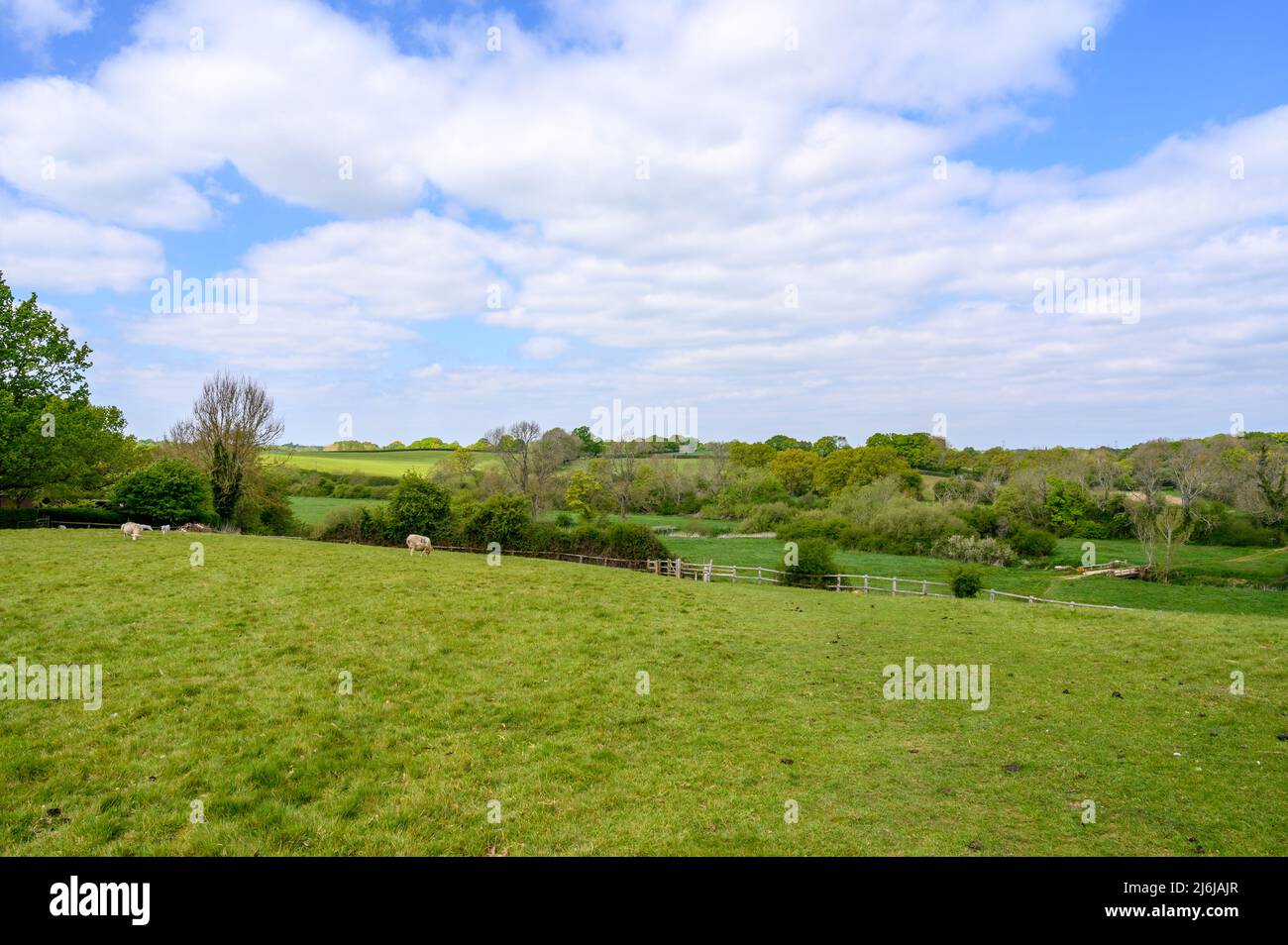 Qualche pecora che pascola in un campo in paese agricolo con pascoli e boschi su dolci colline ondulate vicino a Bilingshurst nel Sussex occidentale, Inghilterra. Foto Stock