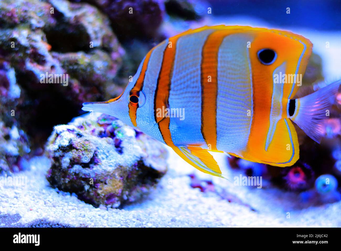 Pesce farfalla Copperband - Chelmon Rostratus Foto Stock