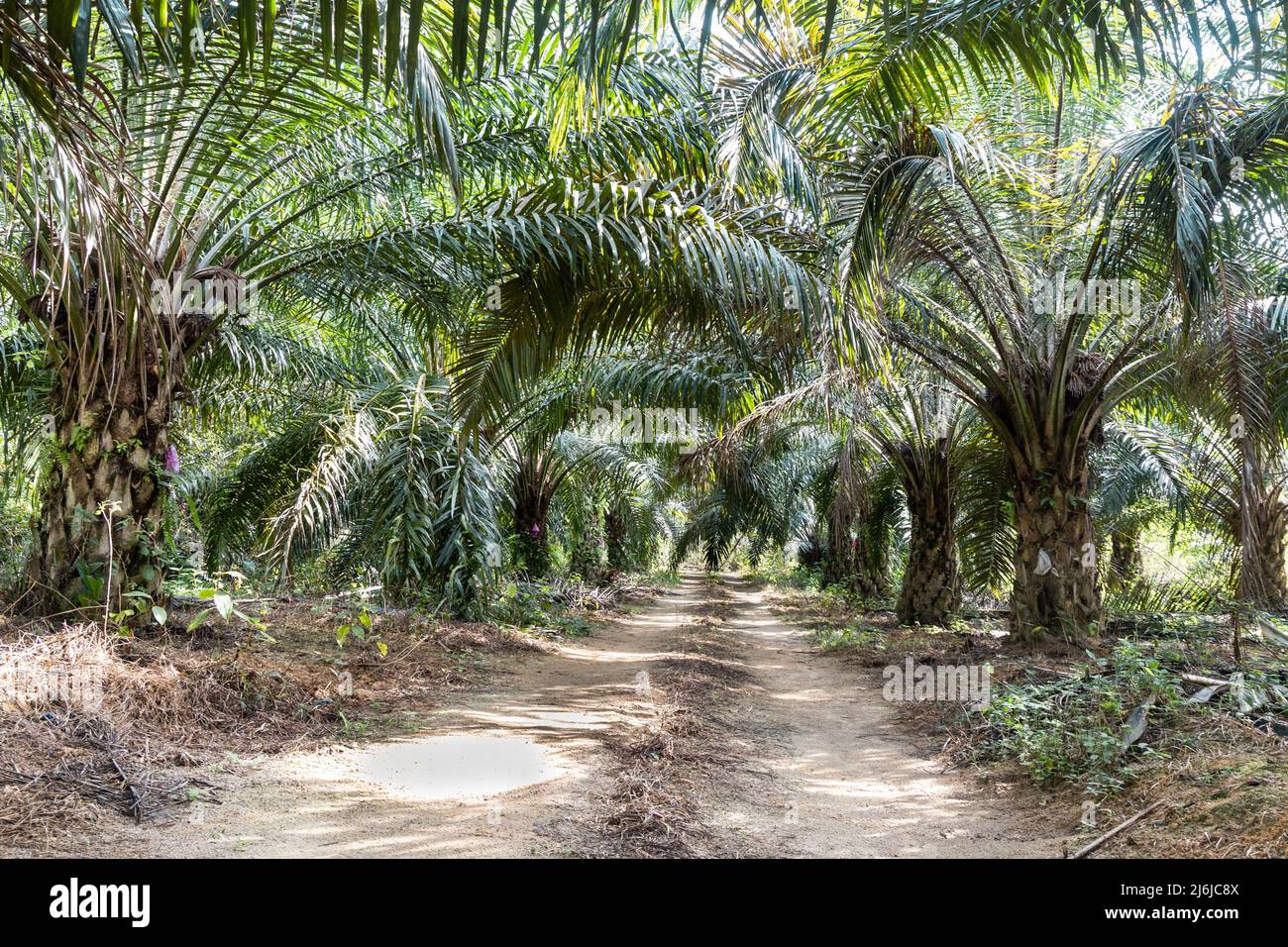 Strada che conduce alla piantagione di palme da olio con palme da olio su entrambi i lati della strada Foto Stock