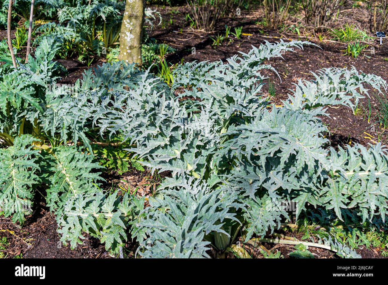 Liatris spicata kobold, Button Snakewort Kobld, Liatris spicata Goblin, Asteraceae.Primavera prima che i fiori si formino, così fogliame solo. Foto Stock