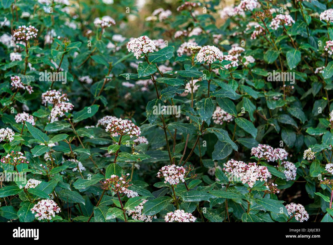 Viburnum tinus purpureum, Viburnum tinus purpureum, Laurustinus purpureum, Viburnaceae. Fiori bianchi di Viburnum in primavera. Foto Stock