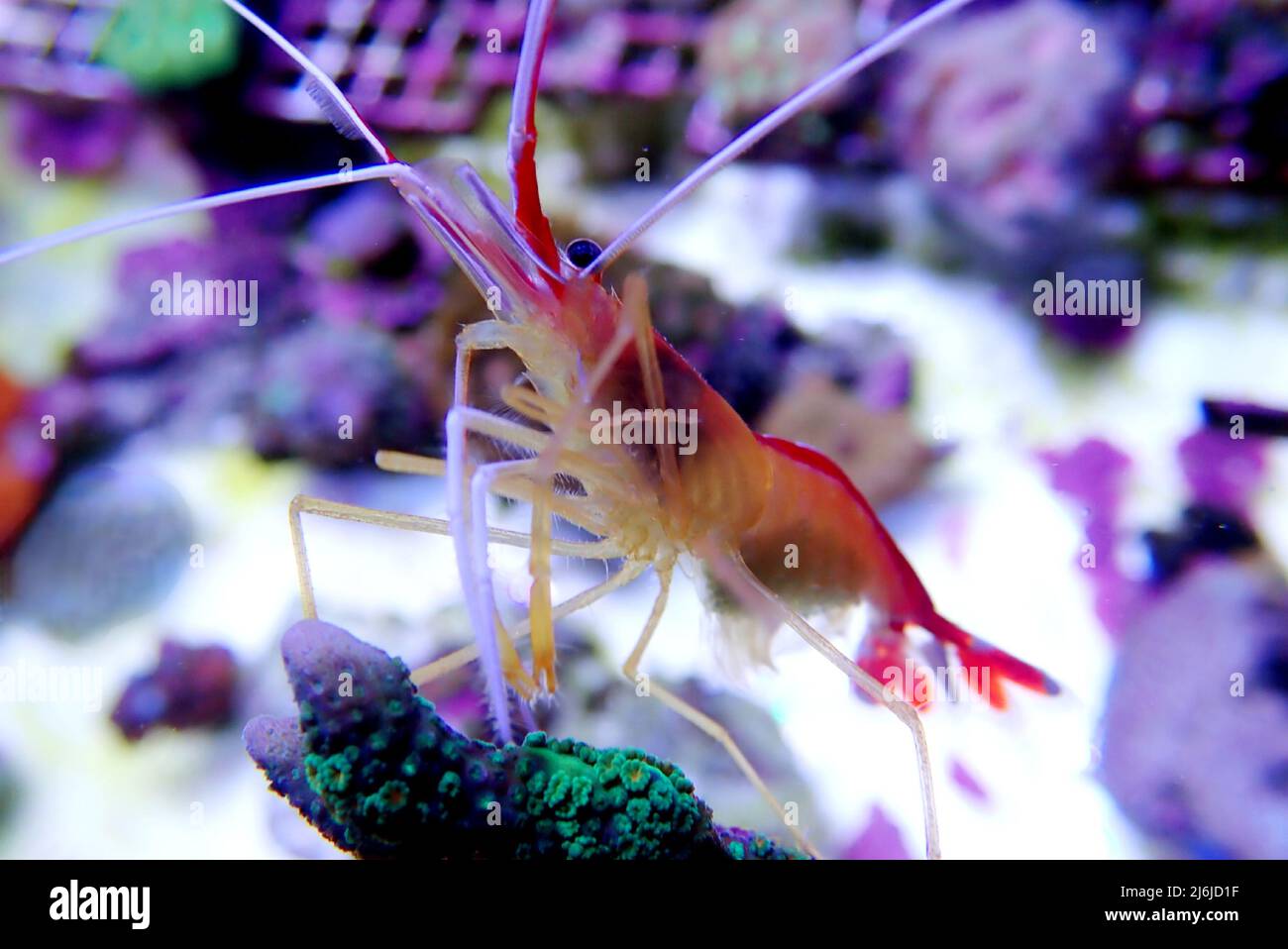Lysmata amboinensis - uno dei gamberetti marini più popolari negli acquari domestici Foto Stock