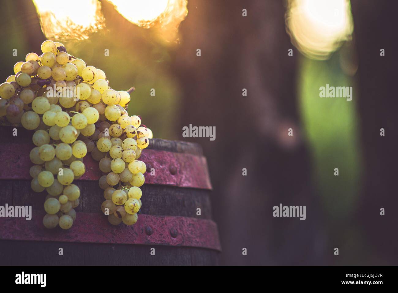 Uva sulla botte di legno nel vigneto. Uve bianche per la produzione del vino nel tempo di raccolta. Vista dettagliata di un vitigno in un vigneto. Foto Stock