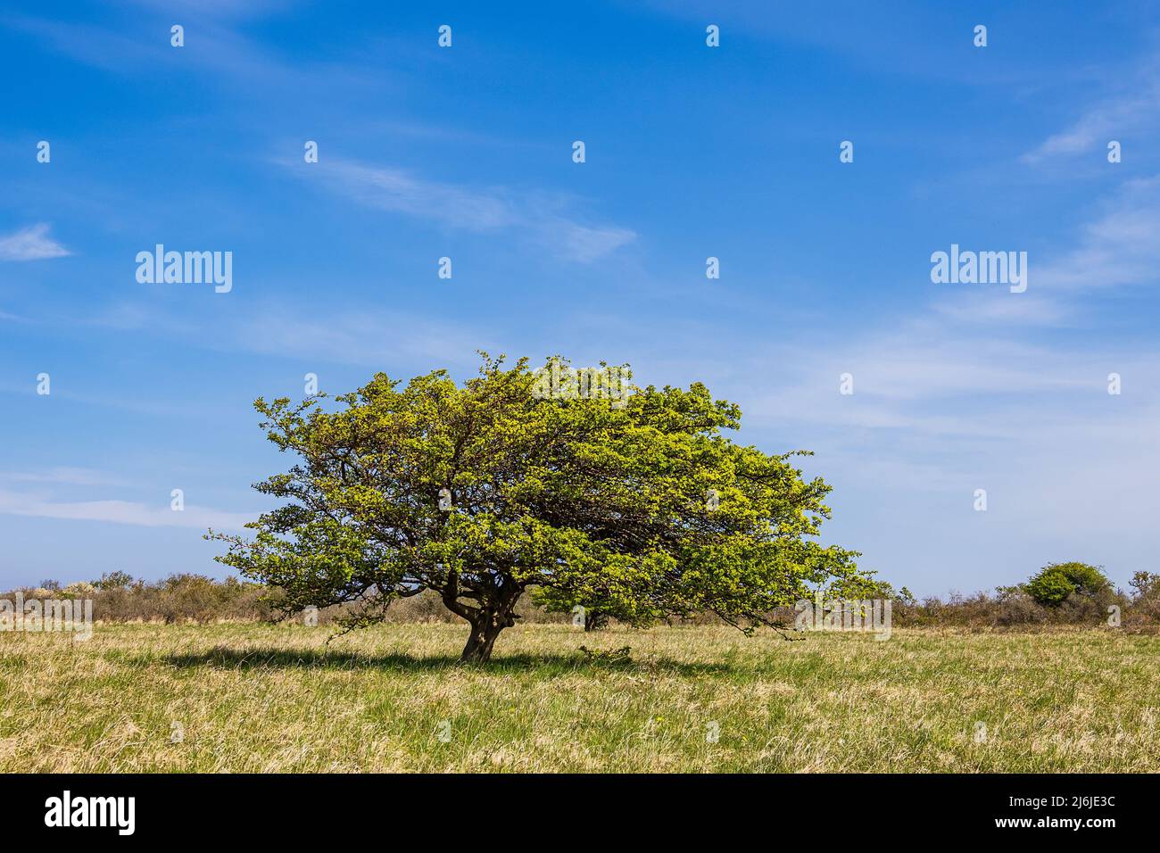 Paesaggio con albero sull'isola di Hiddensee, Germania. Foto Stock