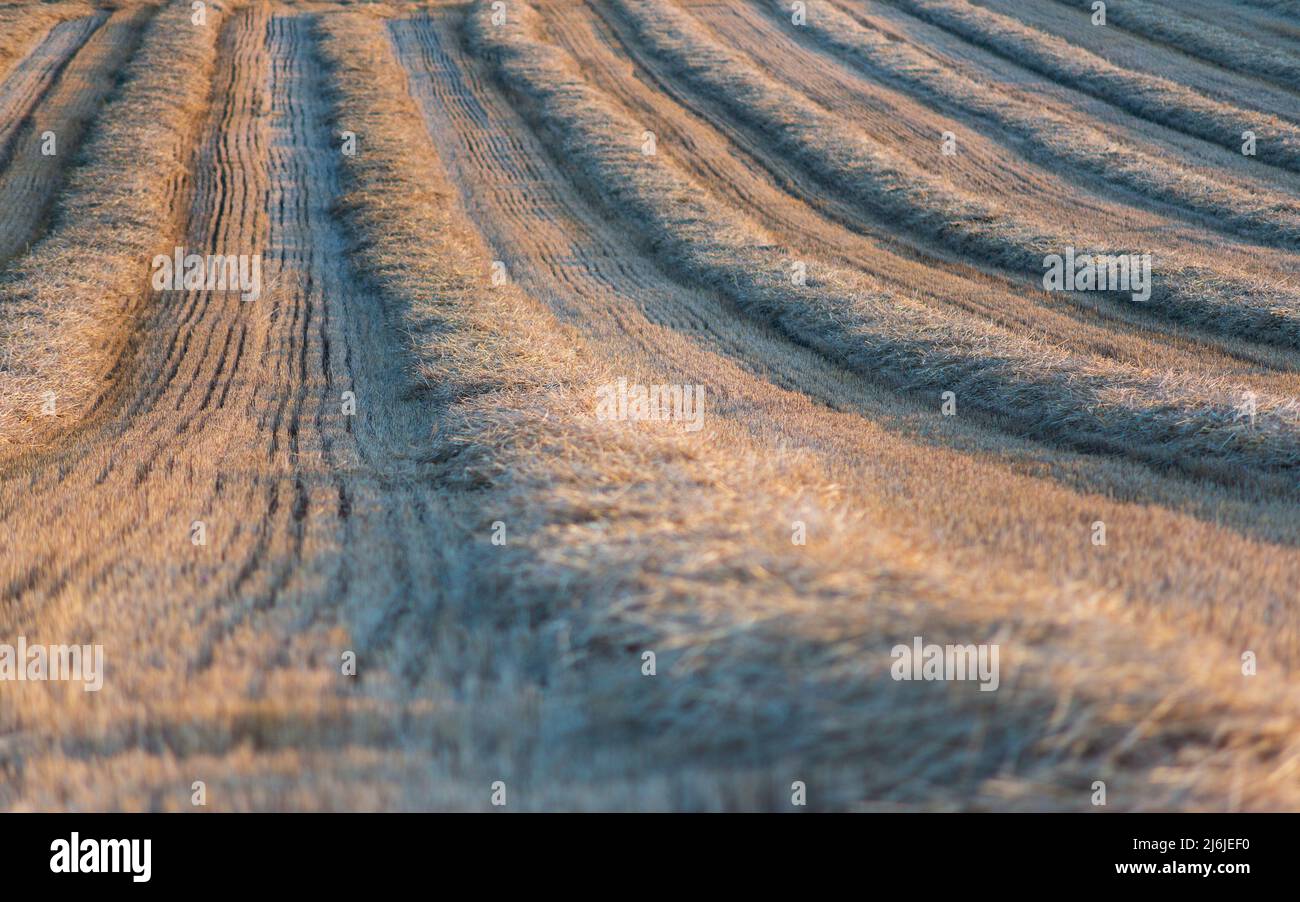 Diverse le andane di paglia, con stoppie di frumento in tra, sinistra in linee rette sul campo in pendenza dalla mietitrebbia dopo il raccolto di grano Foto Stock