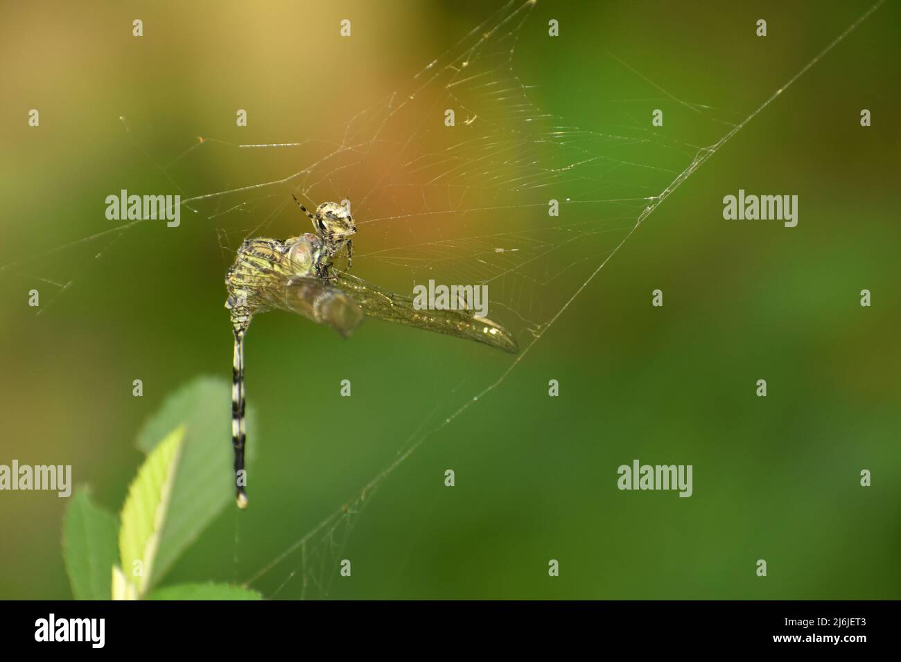Primo piano foto di un ragnatela da giardino che si alimenta con una libellula. Foto Stock