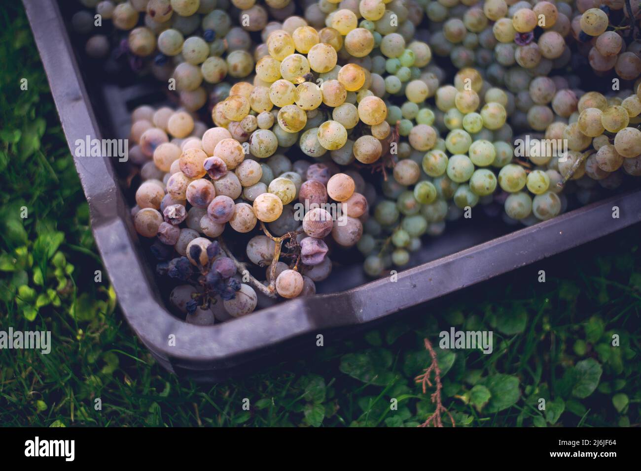 Casse di uva durante il prelievo. Il nome delle uve Riesling in gabbia durante la stagione della vendemmia, Ungheria Foto Stock