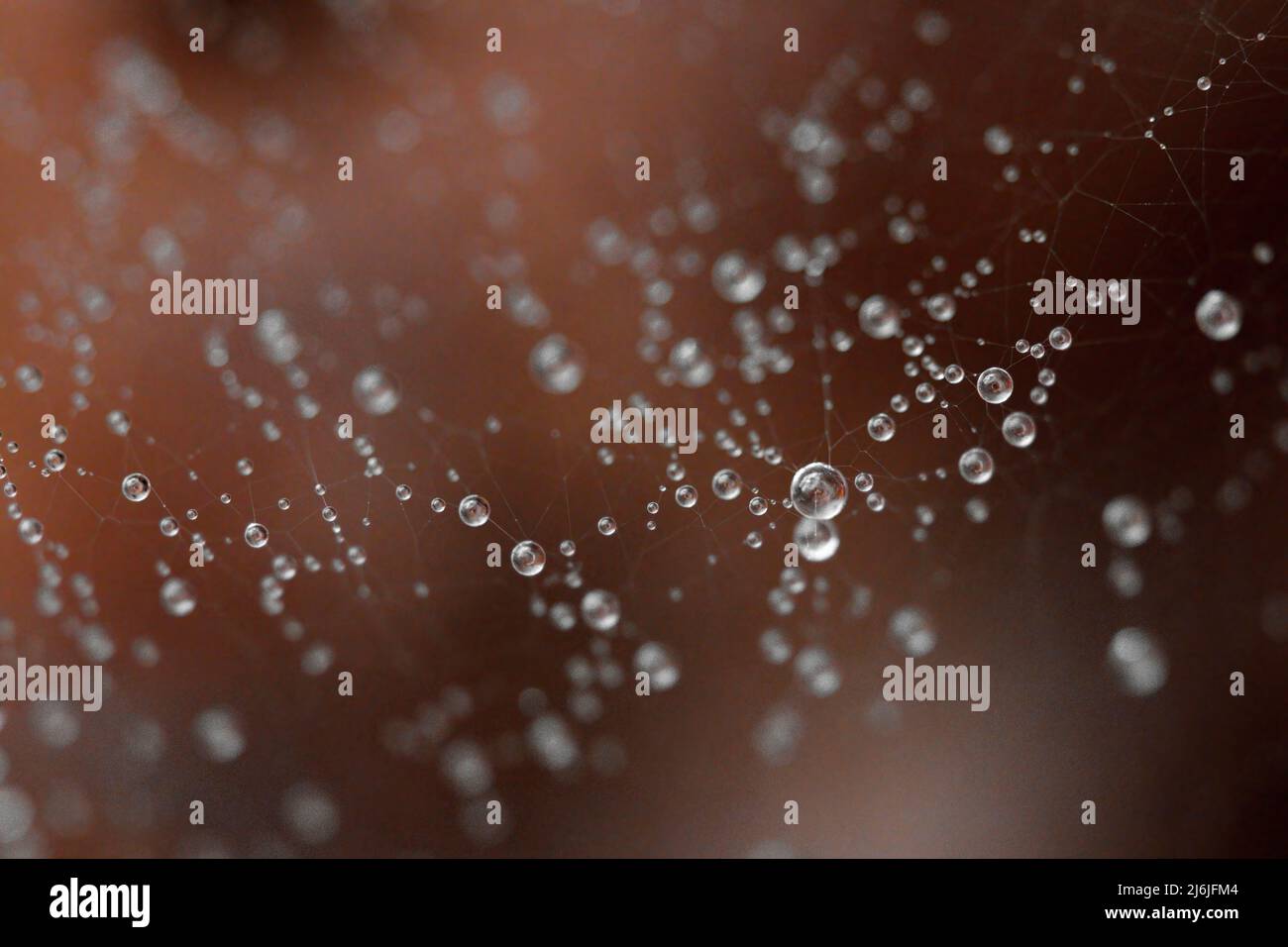 gocce d'acqua nel ragnatela di un ragno Foto Stock