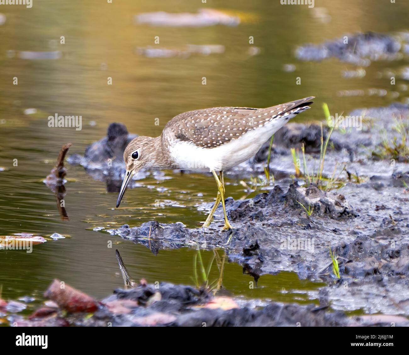 Comune uccello Sandpiper foraging per il cibo dalla riva dell'acqua in una palude con le imbottiture del giglio dell'acqua e uno sfondo sfocato nel suo ambiente e habitat. Foto Stock