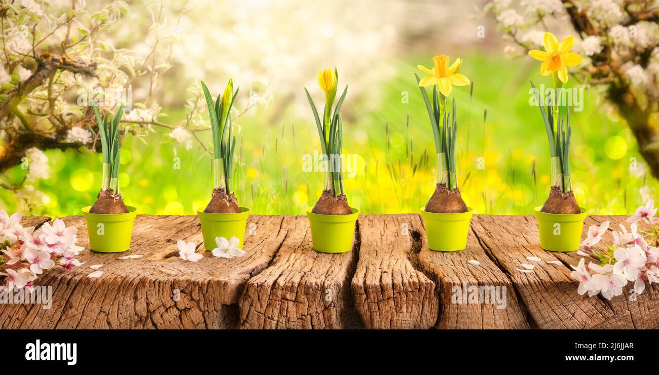 Bellissimo frutteto fiorito in primavera con fasi di crescita di un narciso giallo, dal bulbo dei fiori al fiore in fiore Foto Stock