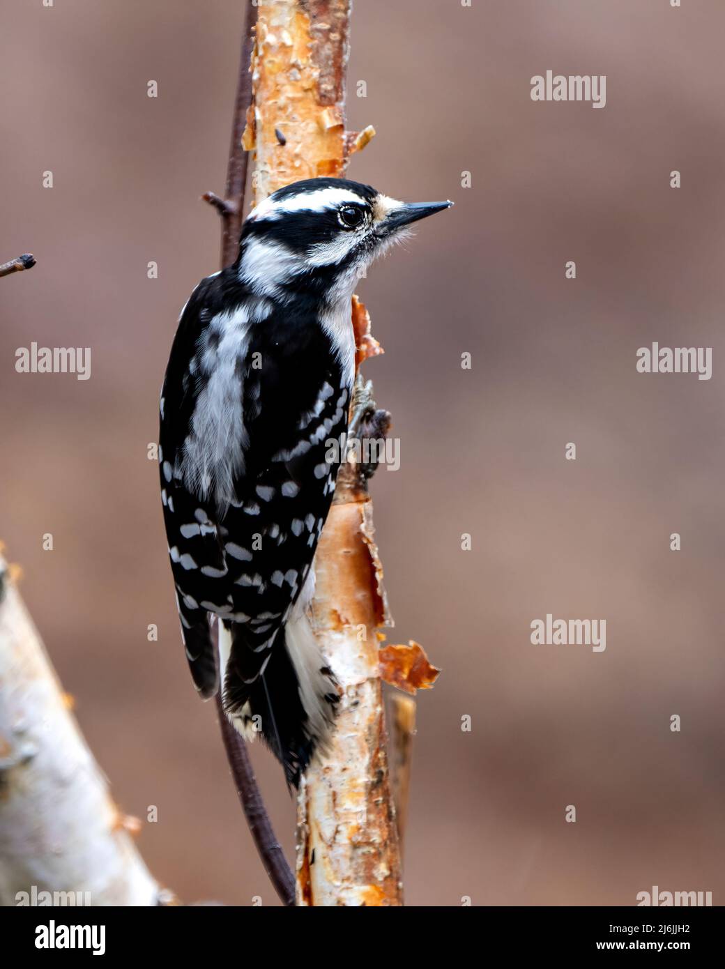 Woodpecker femmina primo piano vista profilo arroccato su un ramo albero con sfondo sfocato nel suo ambiente e habitat. Immagine. Immagine. Verticale. Foto Stock