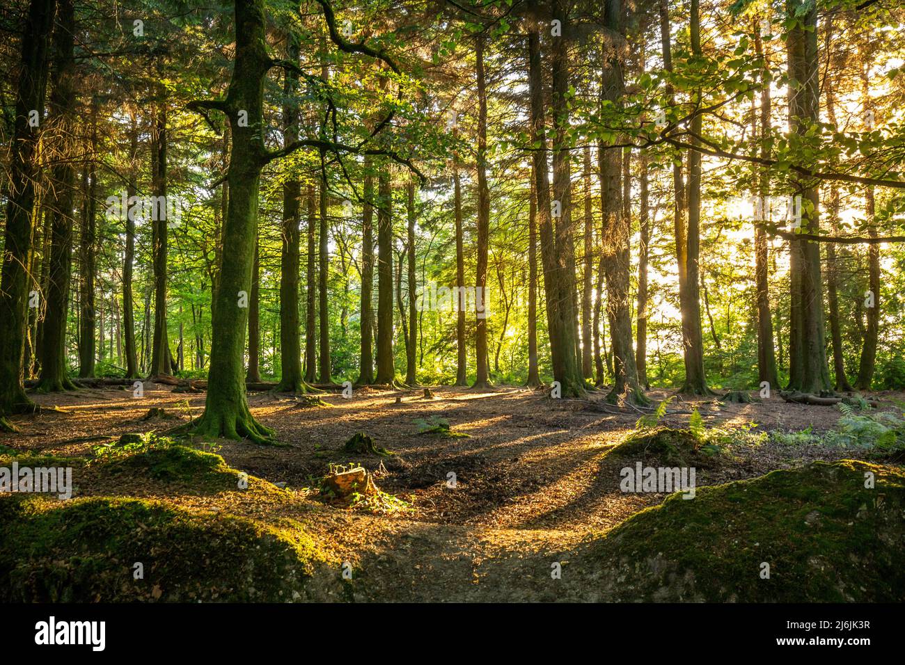 Una vista al tramonto attraverso i boschi, a East Hill Strips, Devon, Regno Unito Foto Stock