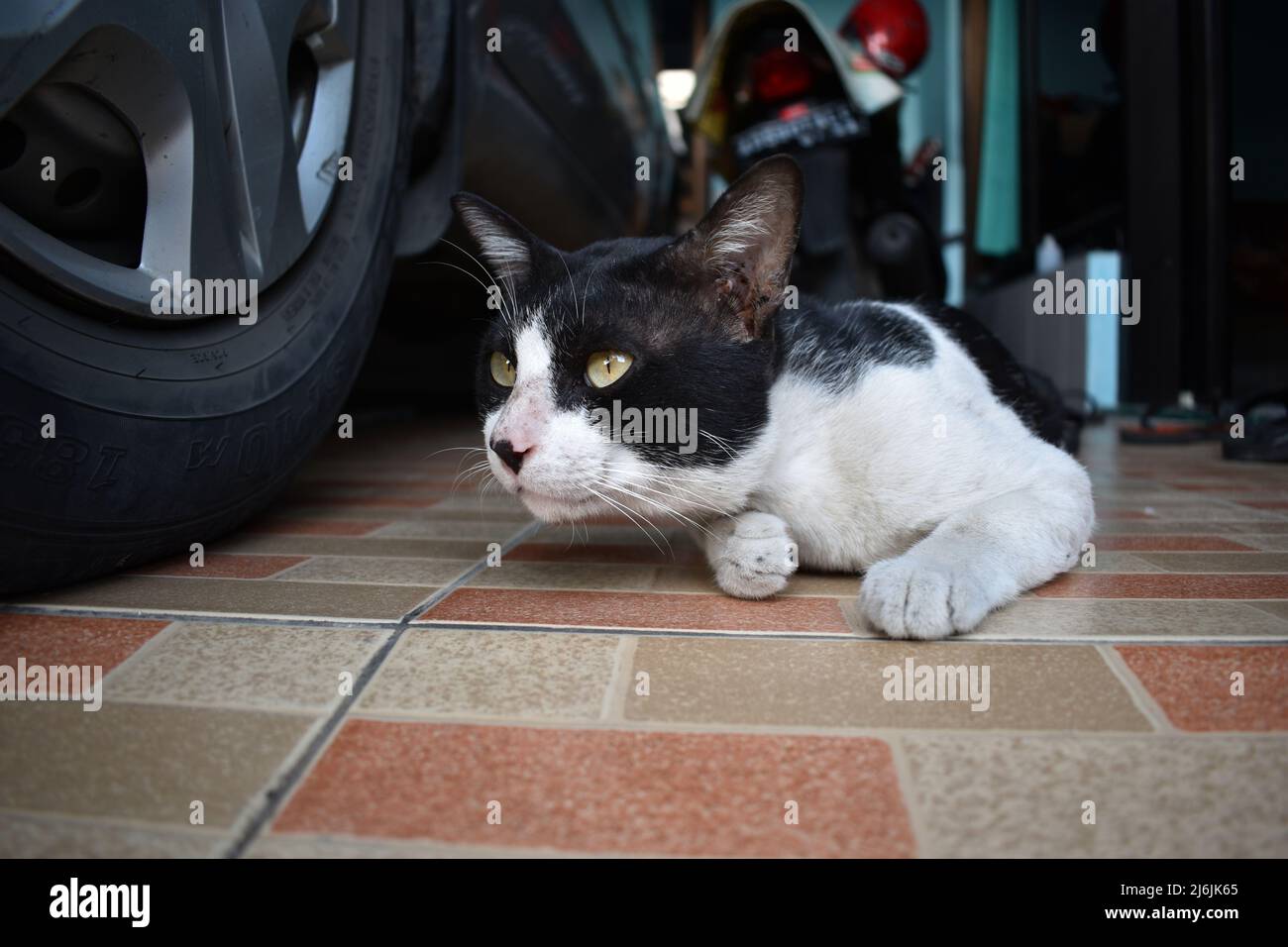 un gatto bianco e nero che riposa vicino alla ruota dell'automobile. Foto Stock