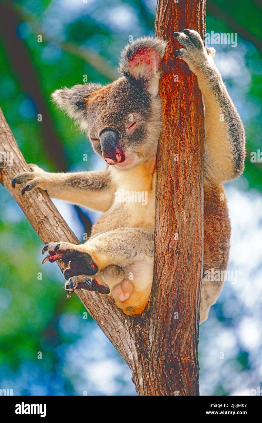 Un Koala maschio assonnato, (Phasiolarctos cinereus.) Lismore, nuovo Galles del Sud. Foto Stock