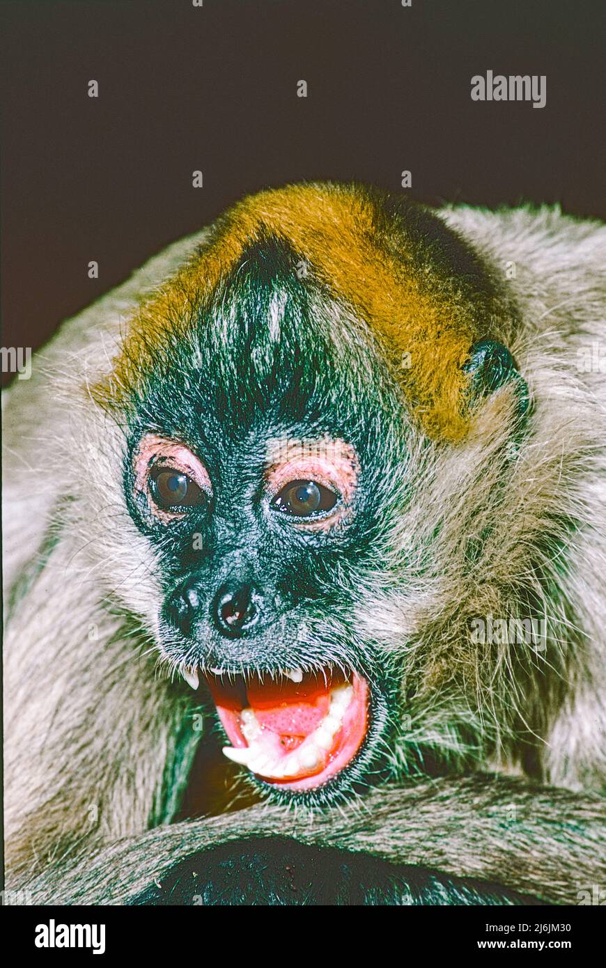 Geoffroy's o Black-Hanged Spider Monkey , (Ateles geoffroyi.) Residente Messico a Panama centrale. Elencato come svincolato. Foto Stock