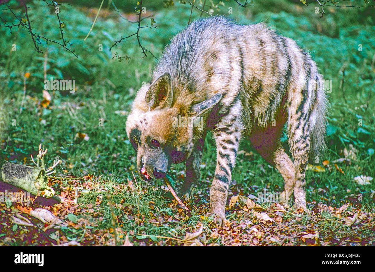 Hyena a strisce (Hyena hyena) con un bastone per affilare i denti. Si verifica dall'Africa settentrionale e orientale, dal Medio Oriente al Sub-Continente indiano. Foto Stock
