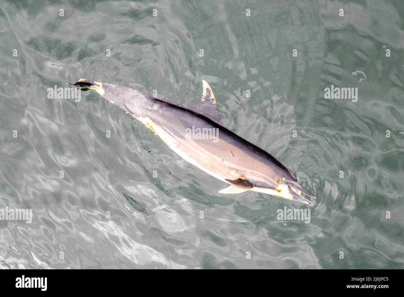 Glengarriff, West Cork, Irlanda. 2nd maggio 2022. Un delfino comune morto è stato visto galleggiare intorno al porto in Glengarriff. La gente del posto dice che il delfino è morto nel porto per più di una settimana. Credit: AG News/Alamy Live News. Foto Stock