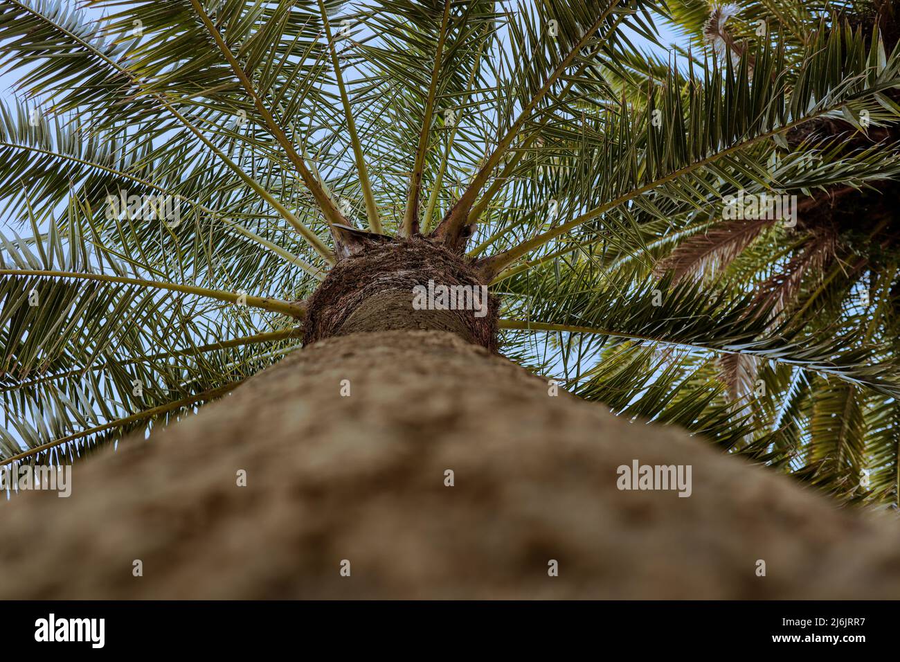 Bella vista sotto di Palm Tree. Guardate in su alla pianta esotica Arecaceae. Foto Stock