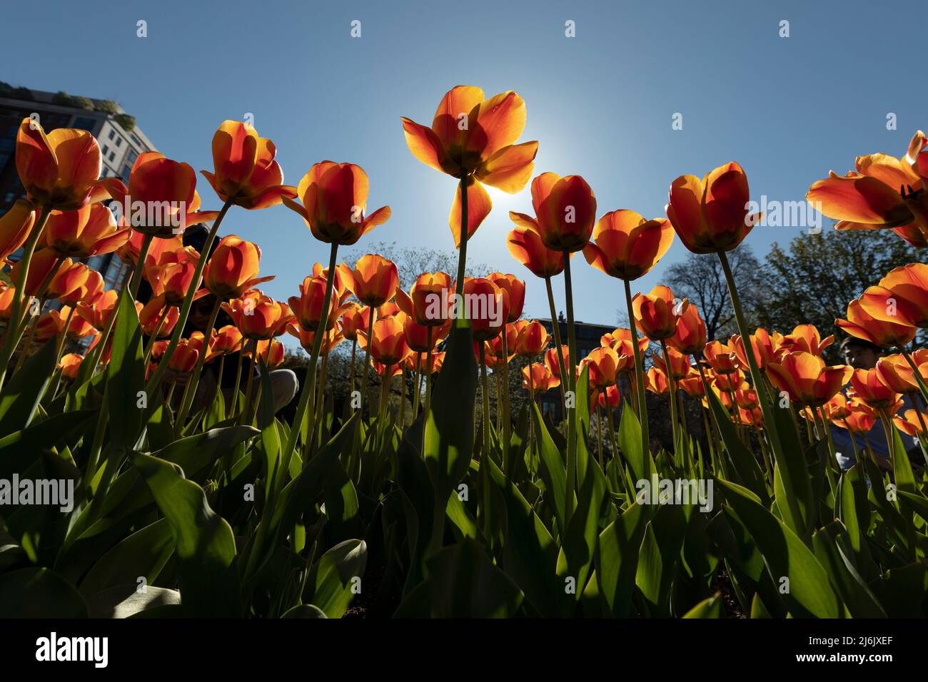 Tulipani Boston Public Garden primavera Foto Stock
