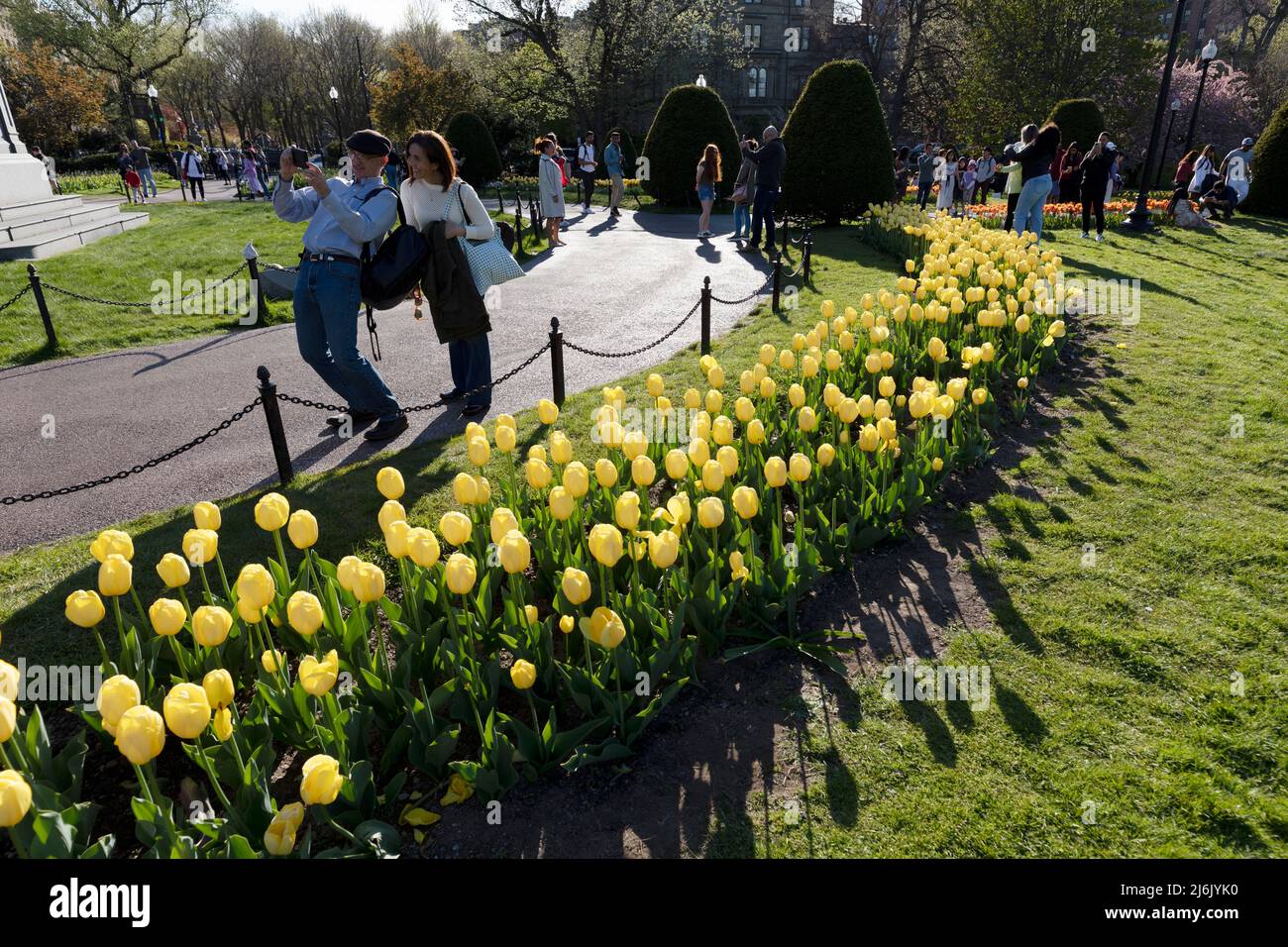 Tulipani Boston Public Garden primavera Foto Stock