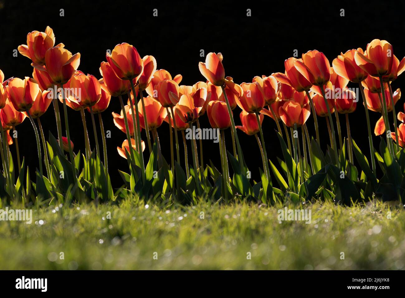 Tulipani BosotnnGiardino pubblico primavera Foto Stock
