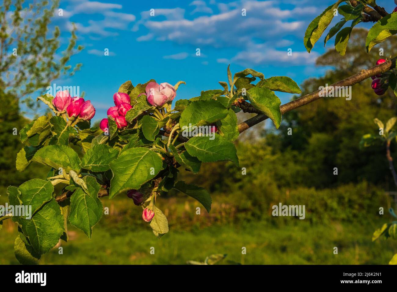 Bella mela rosa fiore contro un cielo blu in primavera Foto Stock