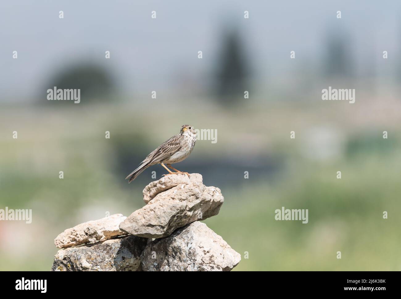 Mais maschio Bunting (Miliaria calandra) Foto Stock