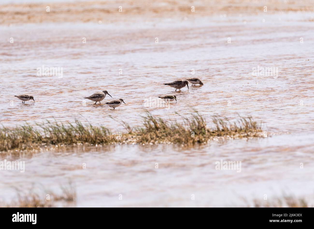 Sandpiper al curlew (Calidris ferruginea) con stint (Calidris ruficollis) Foto Stock