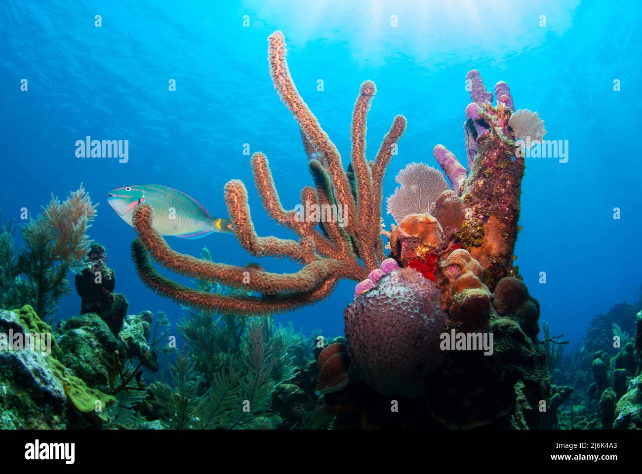 Pesce pappagallo che nuota su coralli molli Foto Stock