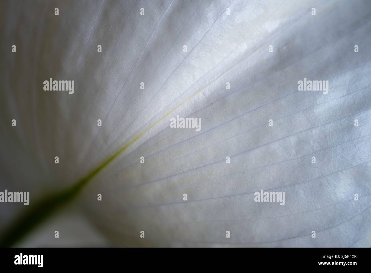Primo piano di un unico petalo a veline sottili del fiore bianco chiamato Spath of Peace Lilly (Spathiphylum cochlearispathum) con profondità di campo stretta Foto Stock