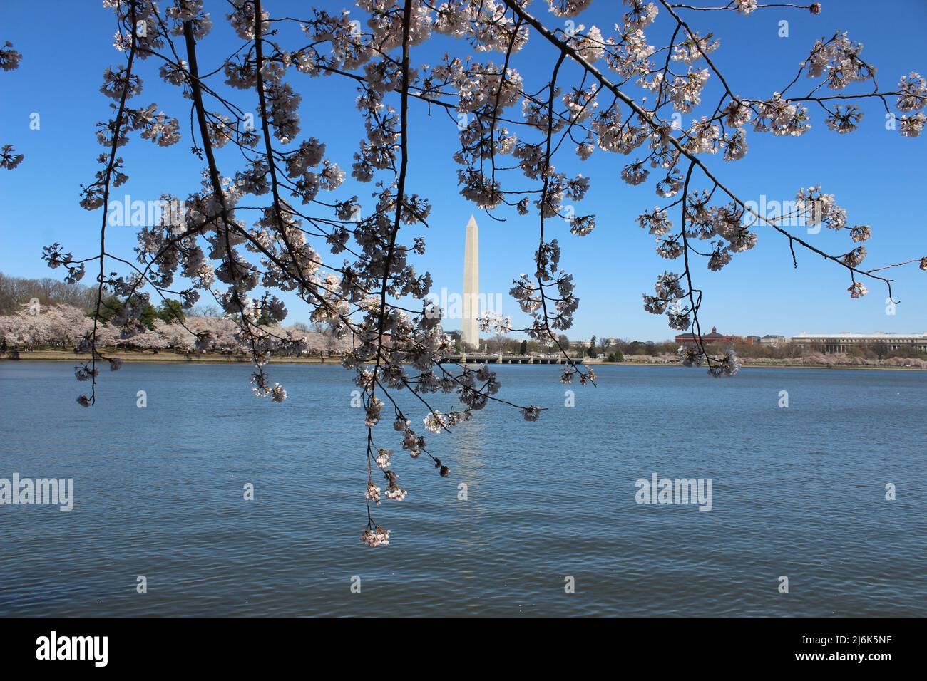 Scenico Washington Monument Pink Cherry Blossom Tree Park Washington DC Foto Stock