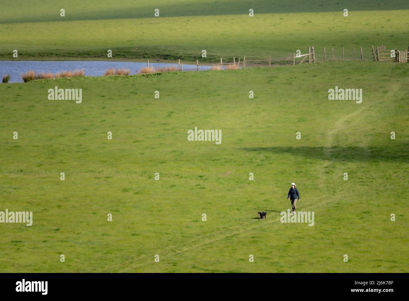 Cane su una passeggiata che passa lungo un grande prato, vicino a Bakewell, Derbyshire, Regno Unito Foto Stock