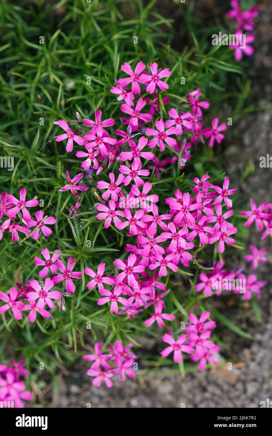 Il phlox è a forma di punteruolo. I piccoli fiori sono rosa con macchie molto luminose al centro. Foto Stock