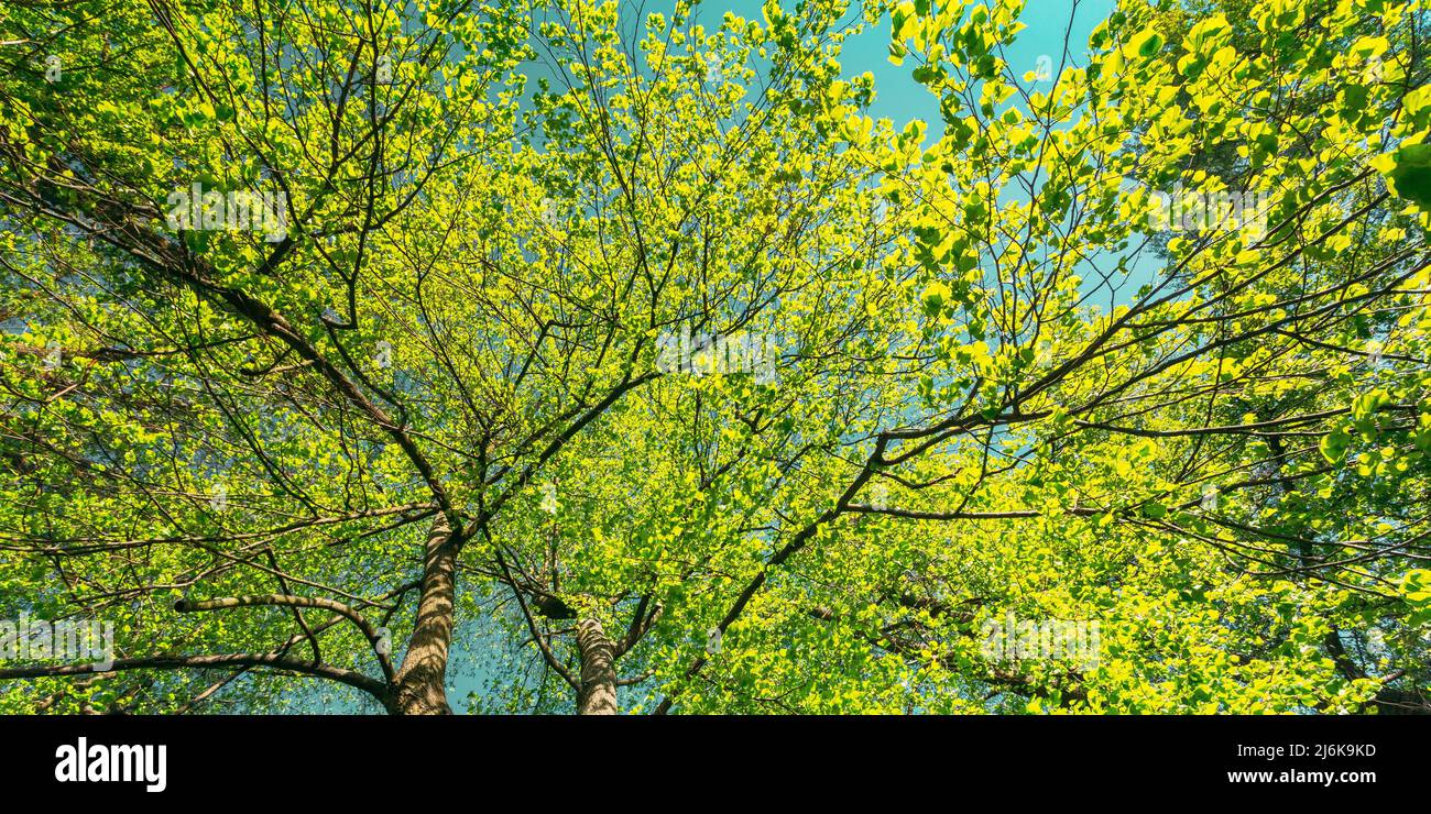 Tettoia di primavera di albero. Foresta decidua, natura estiva al giorno del sole. Rami superiori di albero con fogliame verde fresco. Vista ad angolo basso Foto Stock
