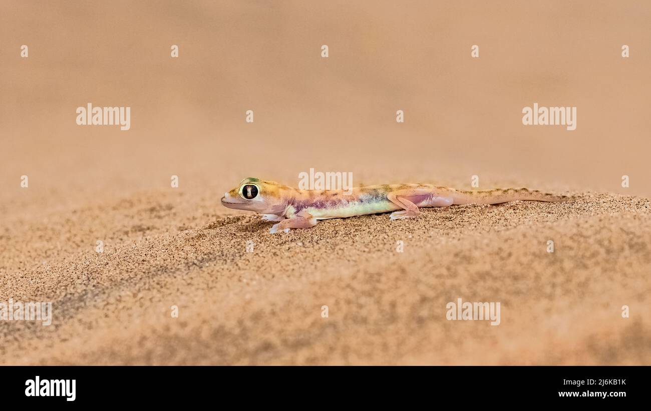 Geco Della Sabbia Del Namib O Geco Dai Piedi Palmati Del Namib Immagini Geco Della Sabbia Del Namib O Geco Dai Piedi Palmati Del Namib Immagini