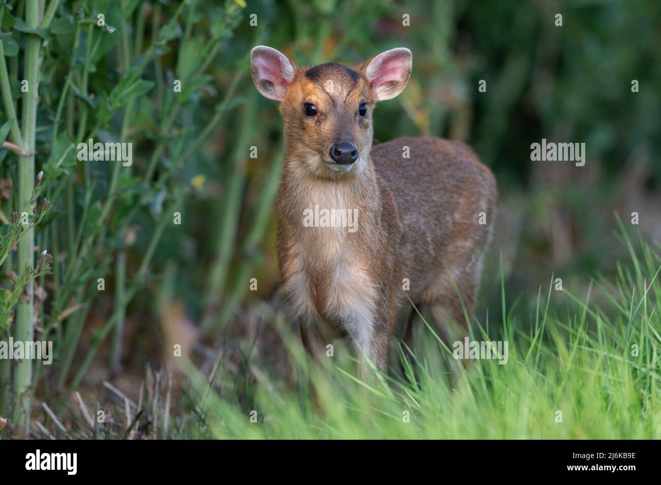 Young Reeves muntjac Deer (Muntiacus reevesi in terreni agricoli nel Norfolk del Nord, Regno Unito. Foto Stock