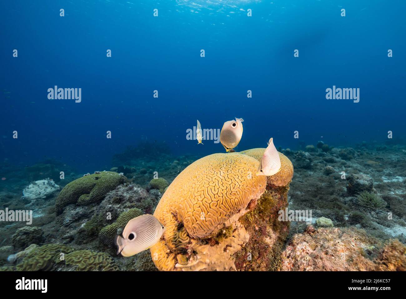 Stagcape con pesce farfalla durante la deposizione di Grooved Brain Coral nella barriera corallina del Mar dei Caraibi, Curacao Foto Stock