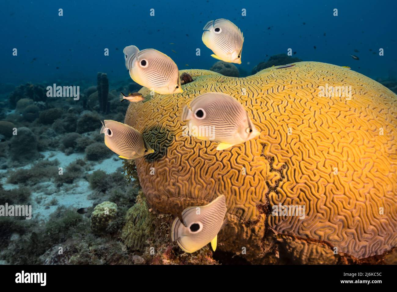 Stagcape con pesce farfalla durante la deposizione di Grooved Brain Coral nella barriera corallina del Mar dei Caraibi, Curacao Foto Stock