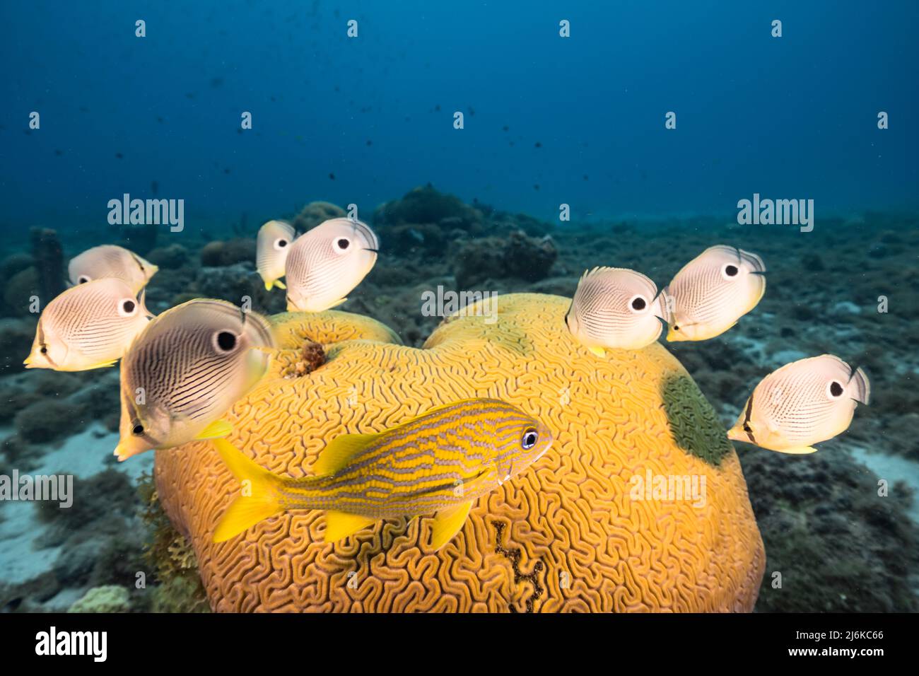Stagcape con pesce farfalla durante la deposizione di Grooved Brain Coral nella barriera corallina del Mar dei Caraibi, Curacao Foto Stock