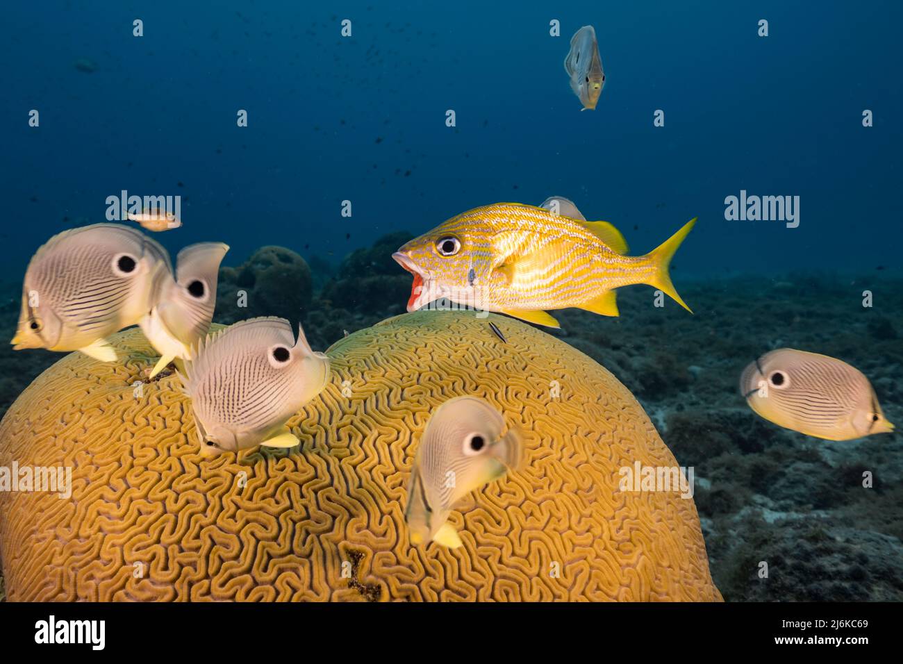 Stagcape con pesce farfalla durante la deposizione di Grooved Brain Coral nella barriera corallina del Mar dei Caraibi, Curacao Foto Stock