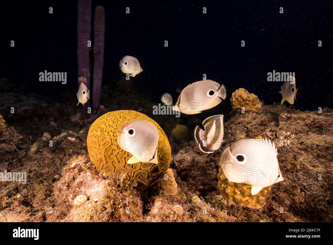 Stagcape con pesce farfalla durante la deposizione di Grooved Brain Coral nella barriera corallina del Mar dei Caraibi, Curacao Foto Stock