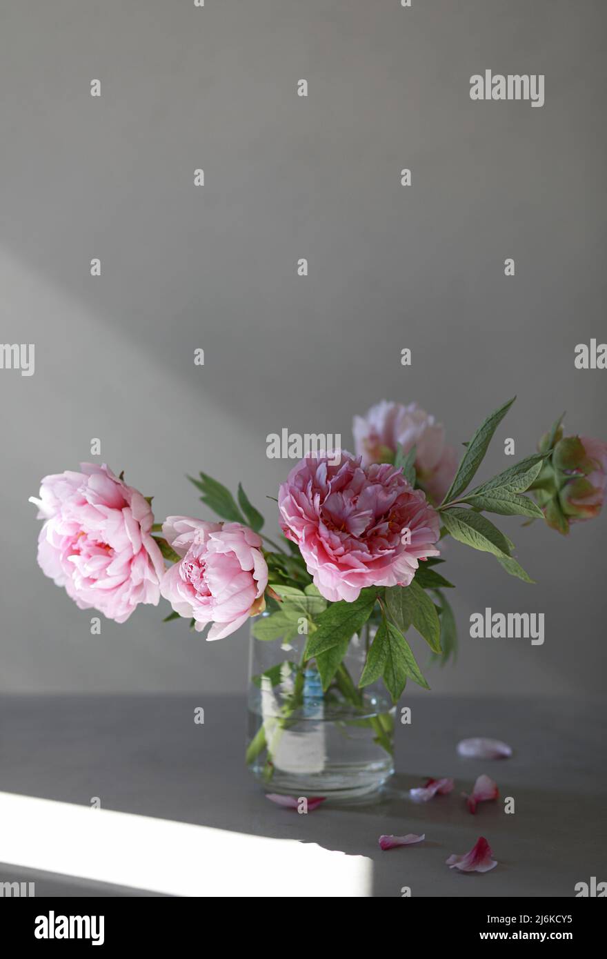 Bouquet di fiori di peonia rosa pastello in vaso di vetro su sfondo grigio. Foto Stock