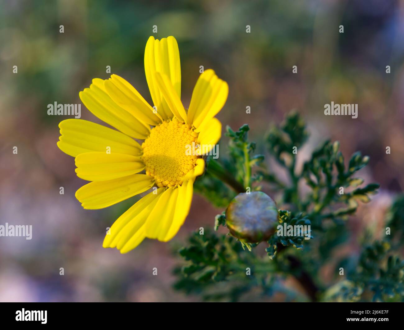 Giallo bue margherita fiore in primo piano durante il tramonto Foto Stock