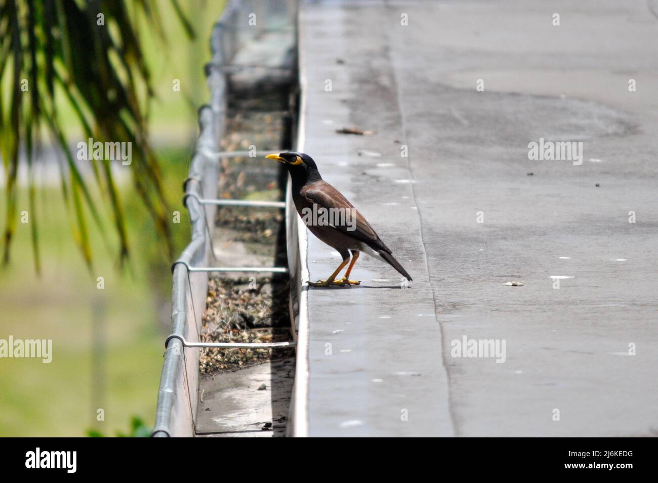 Un uccello della myna che aspetta sul bordo di un tetto. Foto Stock
