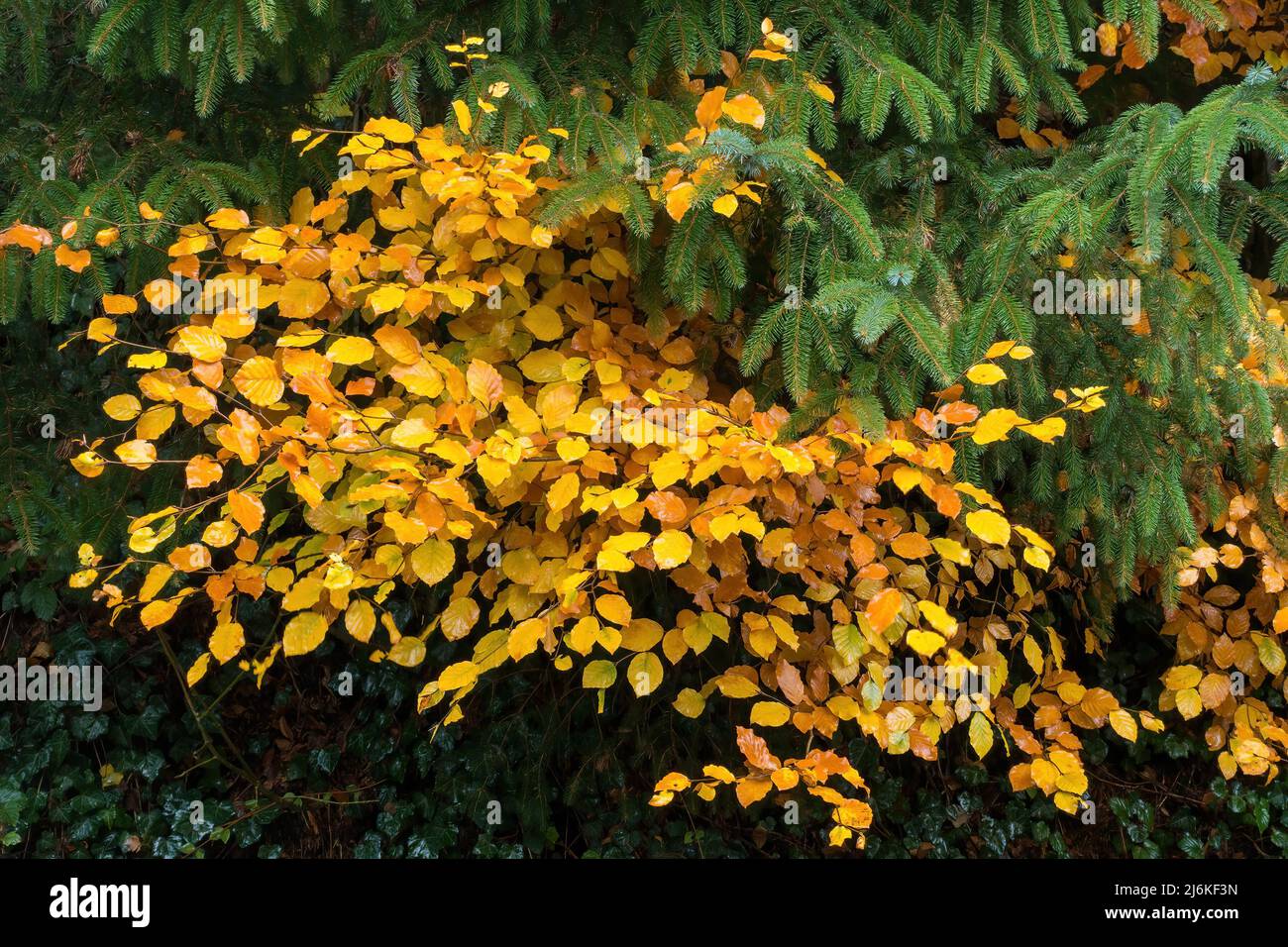Il faggio comune (Fagus sylvatica), giallo dorato, lascia in autunno nel Lake District inglese, Cumbria, Inghilterra, Regno Unito Foto Stock