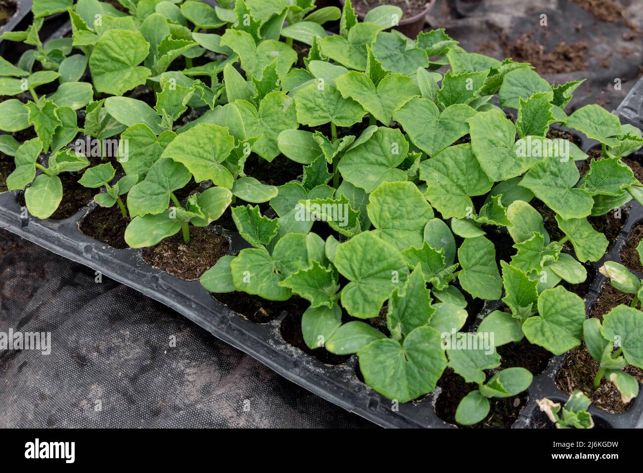 La giovane piantina di cetrioli pronta a piantare nel terreno. Foto Stock