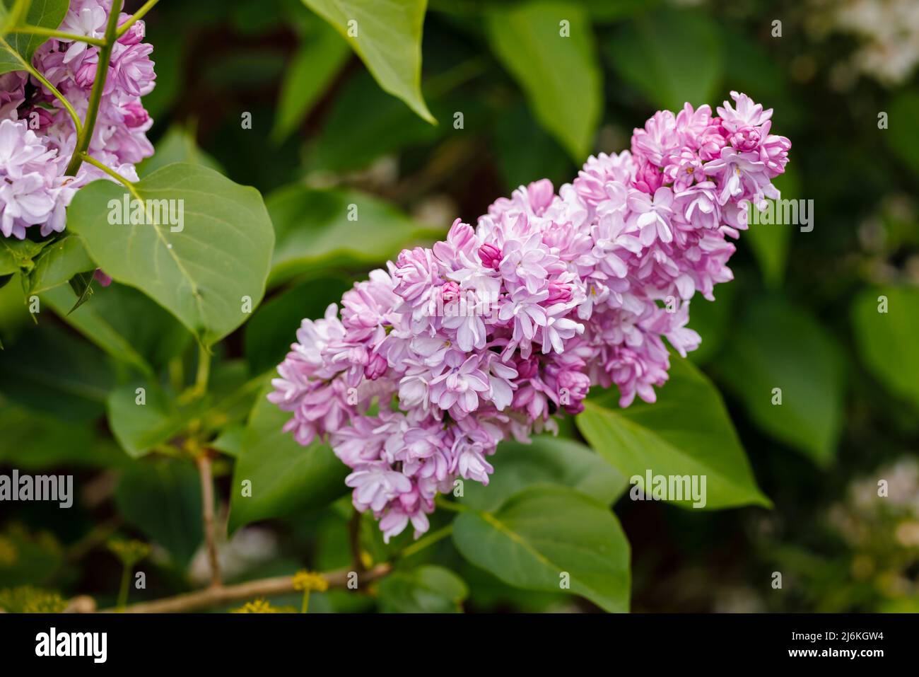 Da malva a viola a rosa racemi di un fragrante doppio fiore cespuglio lilla fiorito in un giardino a Surrey, Inghilterra sud-orientale all'inizio di metà primavera Foto Stock