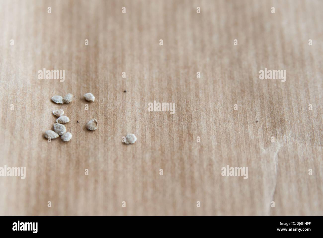 Primo piano di piccoli semi di pomodoro da germinare. Carta marrone Foto Stock