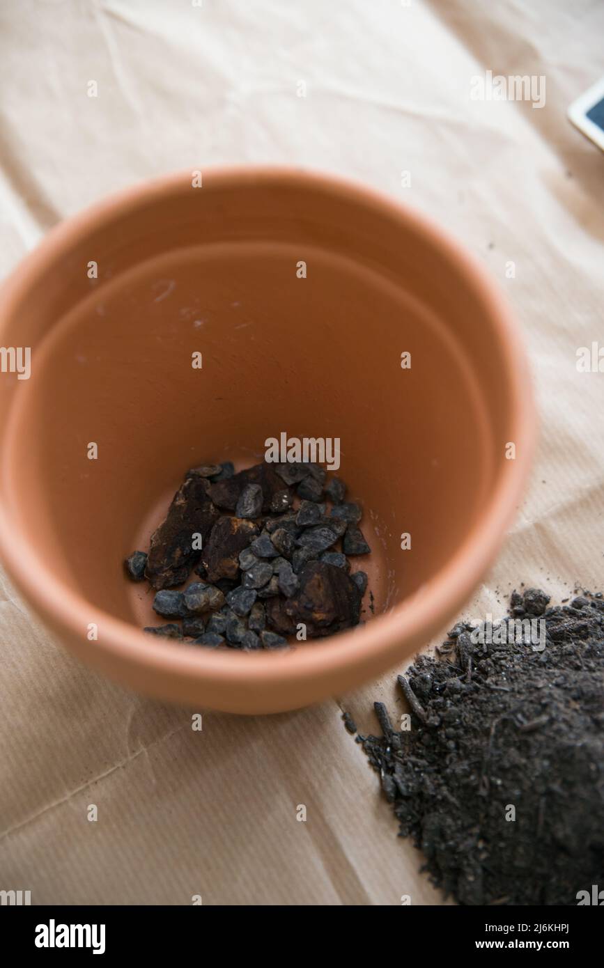 Piantando semi di pomodoro a casa. Ciottoli al fondo e suolo per aggiungere. Carta marrone sullo sfondo. Foto Stock